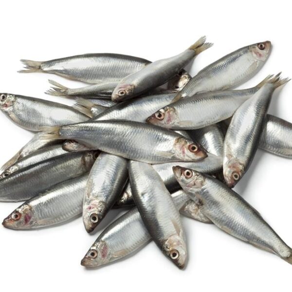 Sprats